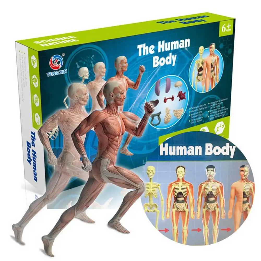 Anatomy model box with muscle illustrations and an inset showing the body's internal layers