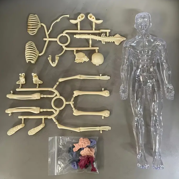 Disassembled anatomy model with clear body casing, bone pieces, and a bag of organs