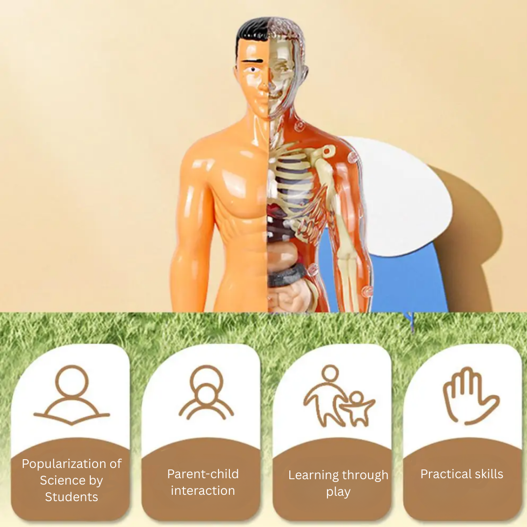 Upper-body view of an anatomy model with exposed ribs and organs above educational icons