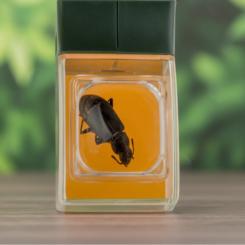 Close-up of a beetle inside the bug catcher&