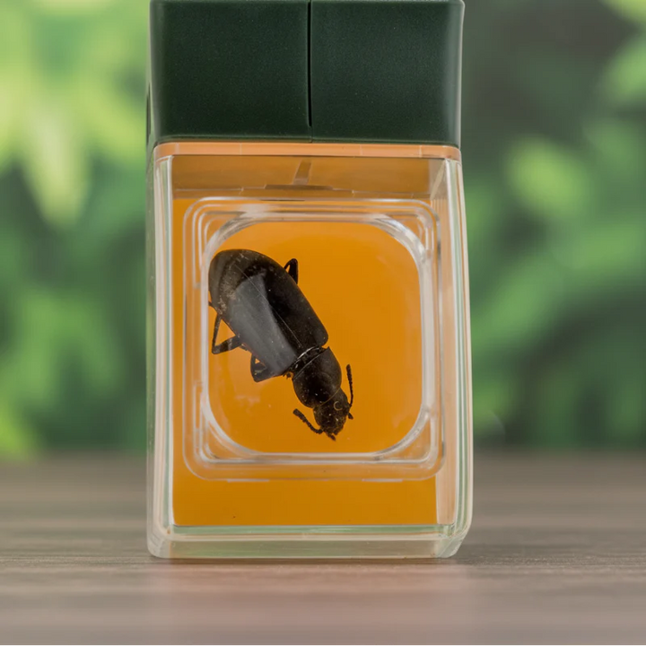 Close-up of a beetle inside the bug catcher&