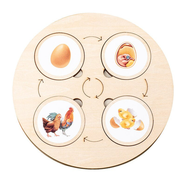 Four-stage chicken life cycle shown with egg, chick, and adult chicken pieces on a wooden board