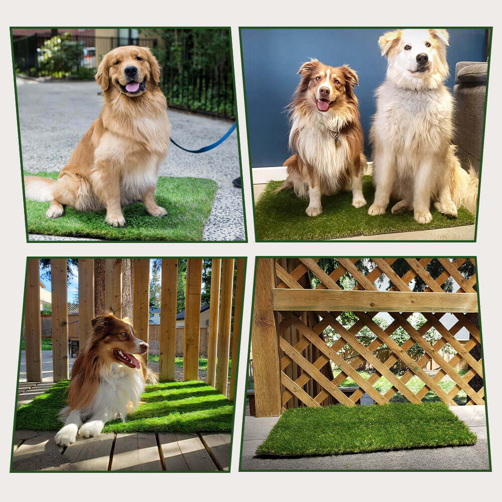 Dailyease Indoor Grass Dog Potty Pads Product Image 01