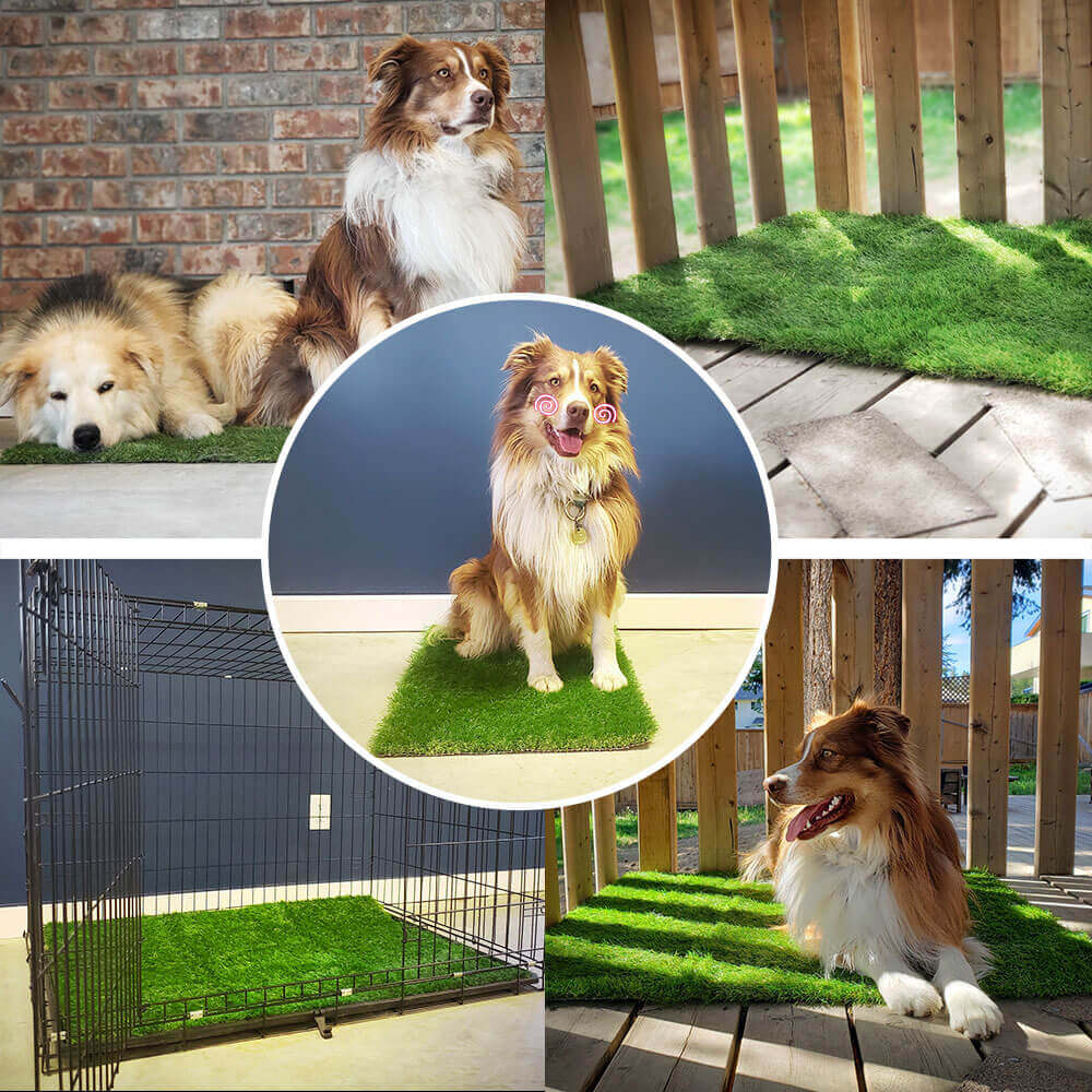 Dailyease Indoor Grass Dog Potty Pads Product Image 02