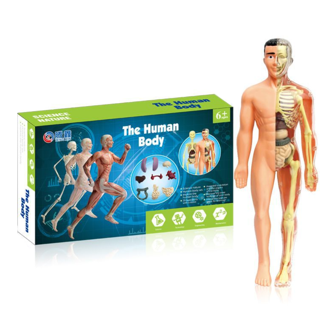 Full-body anatomy model with one side showing bones and organs, pictured beside its box