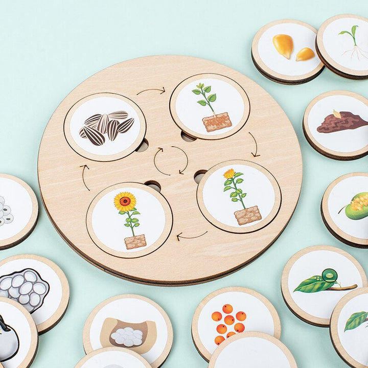 Sunflower life-cycle pieces fitted into a round wooden puzzle board with other illustrated discs nearby