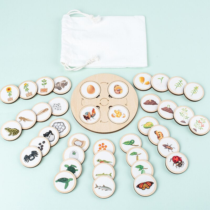 Wooden life-cycle board with illustrated pieces arranged in groups and a white drawstring pouch