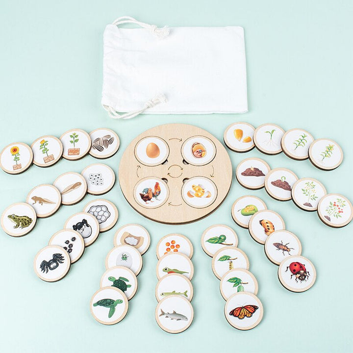 Wooden life-cycle board with illustrated pieces arranged in groups and a white drawstring pouch