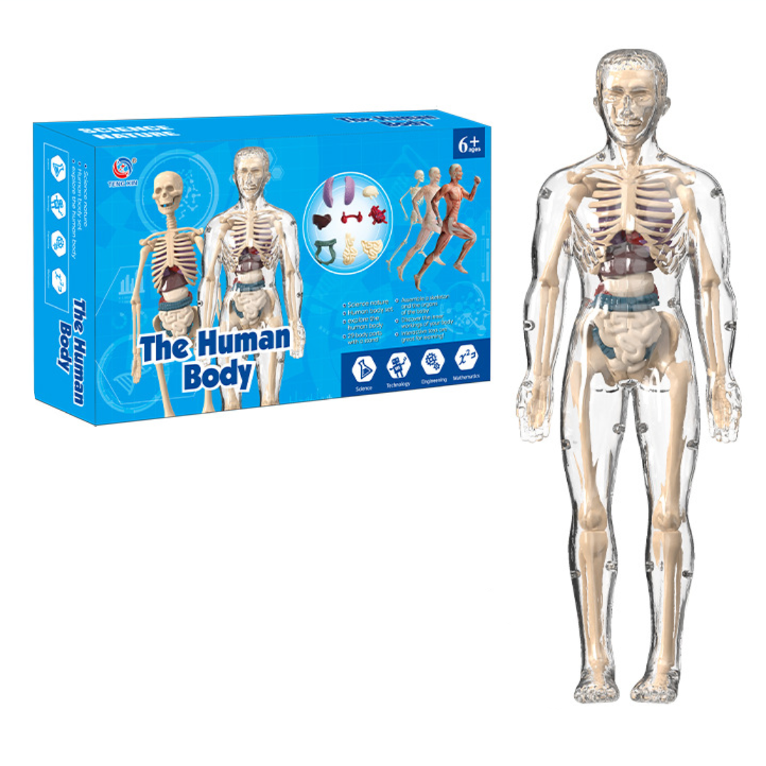 Transparent full-body skeleton model with visible internal organs beside its blue box