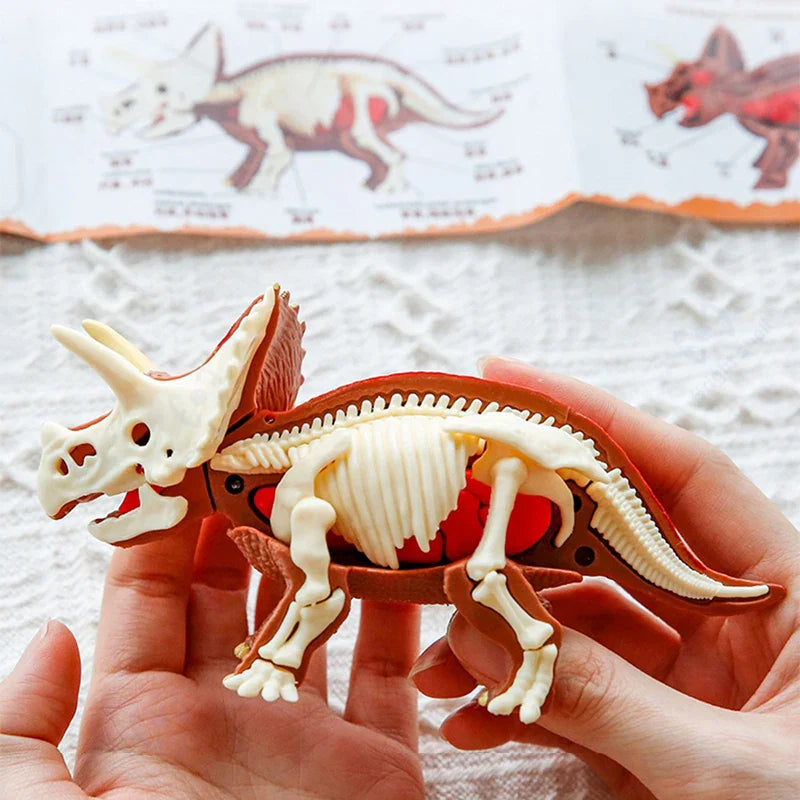 Hands holding a Triceratops model with visible white bones and a red interior